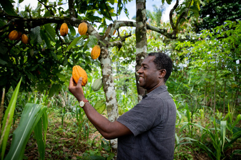 Cameroonian Cuisine: A Melody of Central African Flavors