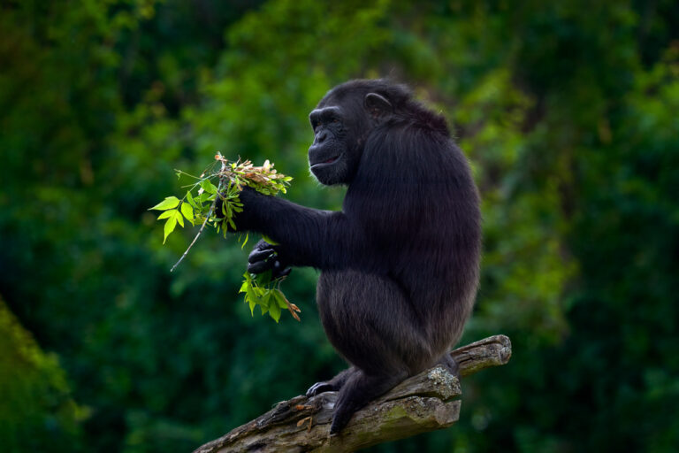 Ugandan Cuisine: The Pearl of Africa’s Culinary Jewels