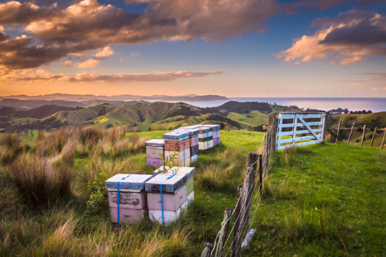 Traditional Food in New Zealand