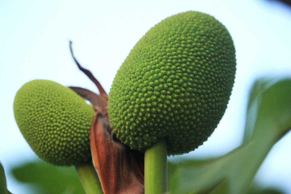 young breadfruit, a tropical fruit from oceania
